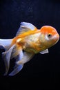 Goldfish Royalty Free Stock Photo