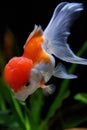 Goldfish Royalty Free Stock Photo