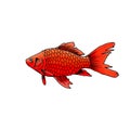Goldfish logo with white background. Suitable for logo making