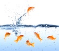 Goldfish looking for way out - escape concept Royalty Free Stock Photo