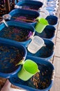 Goldfish market in thailand