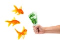 Goldfish with money Royalty Free Stock Photo