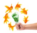 Goldfish with money Royalty Free Stock Photo