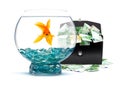 Goldfish with money Royalty Free Stock Photo