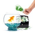 Goldfish with money Royalty Free Stock Photo