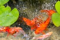 Goldfish In Natural Pond Royalty Free Stock Photo