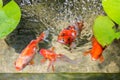 Goldfish In Natural Pond
