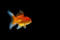 Goldfish nature beautiful fish against the dark background