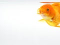 Goldfish open your mouth, gold fish on isolate white background