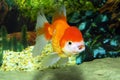 Goldfish Oranda Royalty Free Stock Photo
