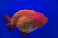 Goldfish oranda Royalty Free Stock Photo