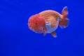 Goldfish oranda