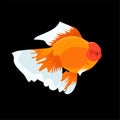 Goldfish Oranda Logo Vector Design Royalty Free Stock Photo