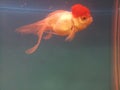 Goldfish oranda in a pet store