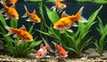 Goldfish orange aquarium sea life fish observation learning Royalty Free Stock Photo