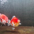 goldfish ornamental fish types of oranda and ranchu in the aquarium Royalty Free Stock Photo
