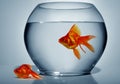 Goldfish outside of water Royalty Free Stock Photo