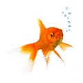 Goldfish with oxygen bubbels Royalty Free Stock Photo