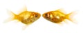 Goldfish pair