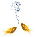 Goldfish pair