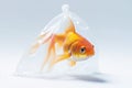 Goldfish in plastic bag isolated on white background, staring with big eyes