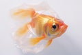 Goldfish in a plastic bag staring with big eyes isolated on white background