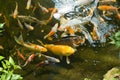 Goldfish in pond