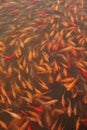 A Goldfish in pond at Chinese Gardens Royalty Free Stock Photo