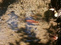 Goldfish in a pond in Parco Aymerich in Laconi, Sardinia,Italy. Royalty Free Stock Photo