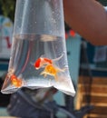 Goldfish Prize In Bag Royalty Free Stock Photo