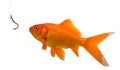 Goldfish ready to eat a rubber worm Royalty Free Stock Photo