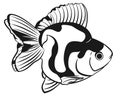 Goldfish ryukin black and white Royalty Free Stock Photo
