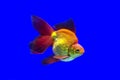 Goldfish Ryukin Royalty Free Stock Photo