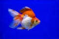 Goldfish Ryukin fancy colors in the tank Royalty Free Stock Photo