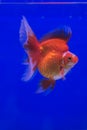 Goldfish Ryukin Royalty Free Stock Photo