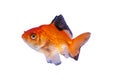 Goldfish Ryukin Royalty Free Stock Photo