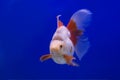Goldfish Ryukin Royalty Free Stock Photo