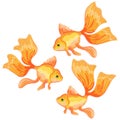 Set of vector illustrations of fish Royalty Free Stock Photo