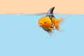 Goldfish with shark fin swim in blue water and cream sky, Gold fish with shark flip .