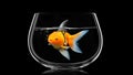 Goldfish with shark fin swim in fish bolw, Gold fish in black water . Mixed media