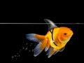 Goldfish with shark fin swimming on black background ,Gold fish swim with floating bubbles,Decorative aquarium fish,Gold fish Isol