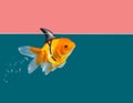 Goldfish with shark fin swimming in green water and pink sky background,Decorative aquarium fish. Gold fish with shark