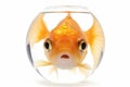Goldfish staring with big eyes Royalty Free Stock Photo