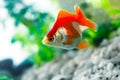 Goldfish sucks Royalty Free Stock Photo