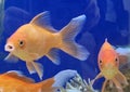 Goldfish swim in the aquarium, the interior