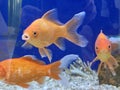 Goldfish swim in the aquarium, the interior