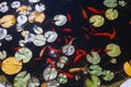 Goldfish swim in a small pond in the garden Royalty Free Stock Photo