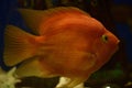 Goldfish swim under sea water Royalty Free Stock Photo