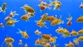 Goldfish swiming in freshwater aquarium