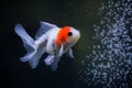 Goldfish Swimming in Aquarium Royalty Free Stock Photo